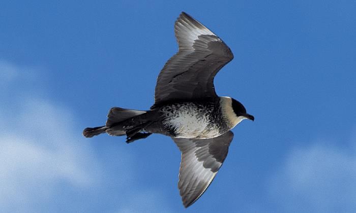 A flying Arctic Skua 