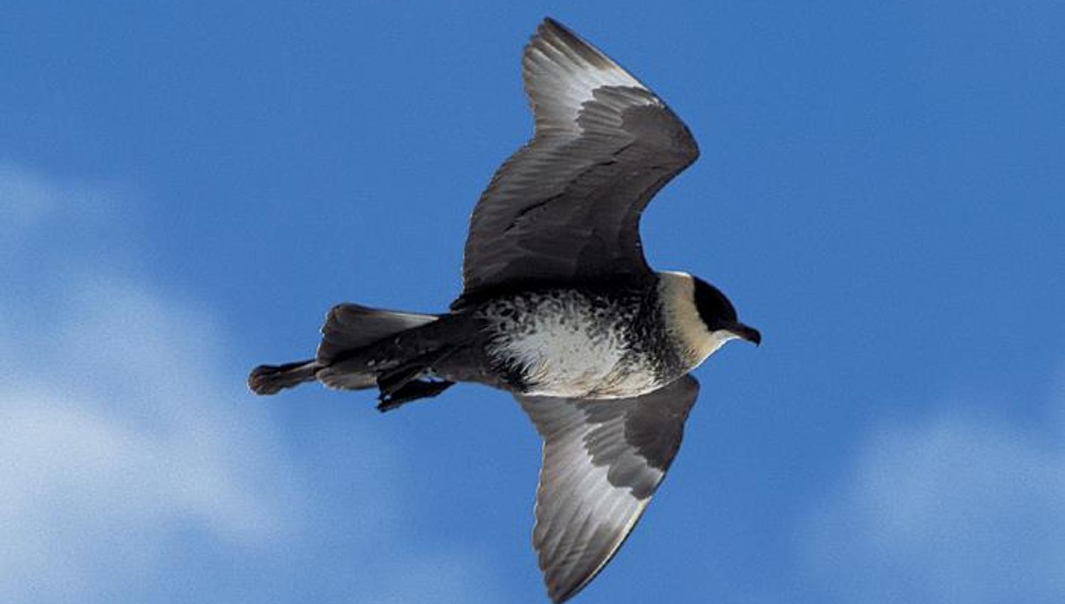A flying Arctic Skua