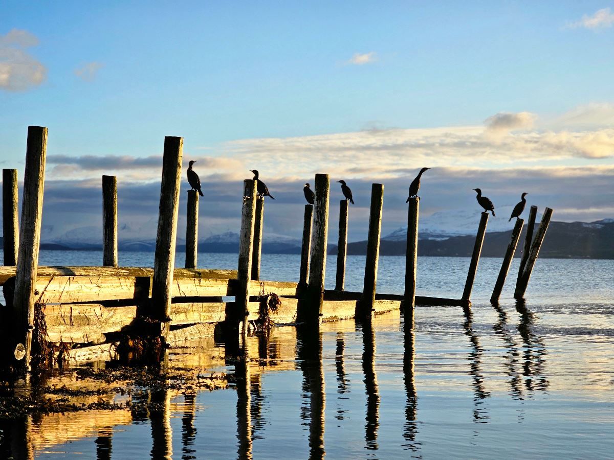 Gammel kai og fugler