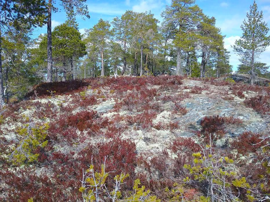 Borginteriør