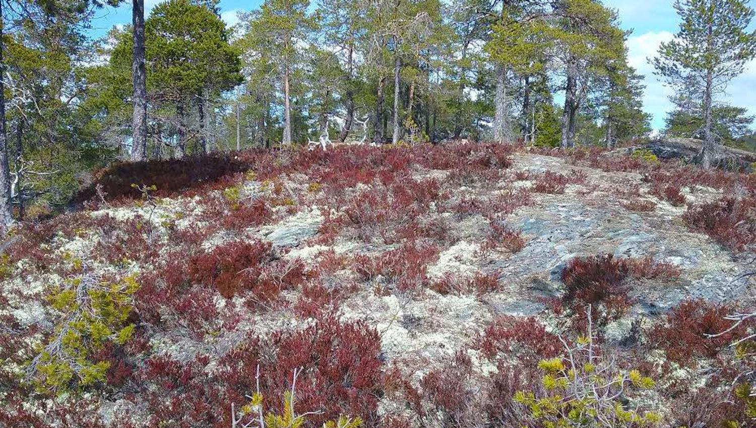 Borginteriør