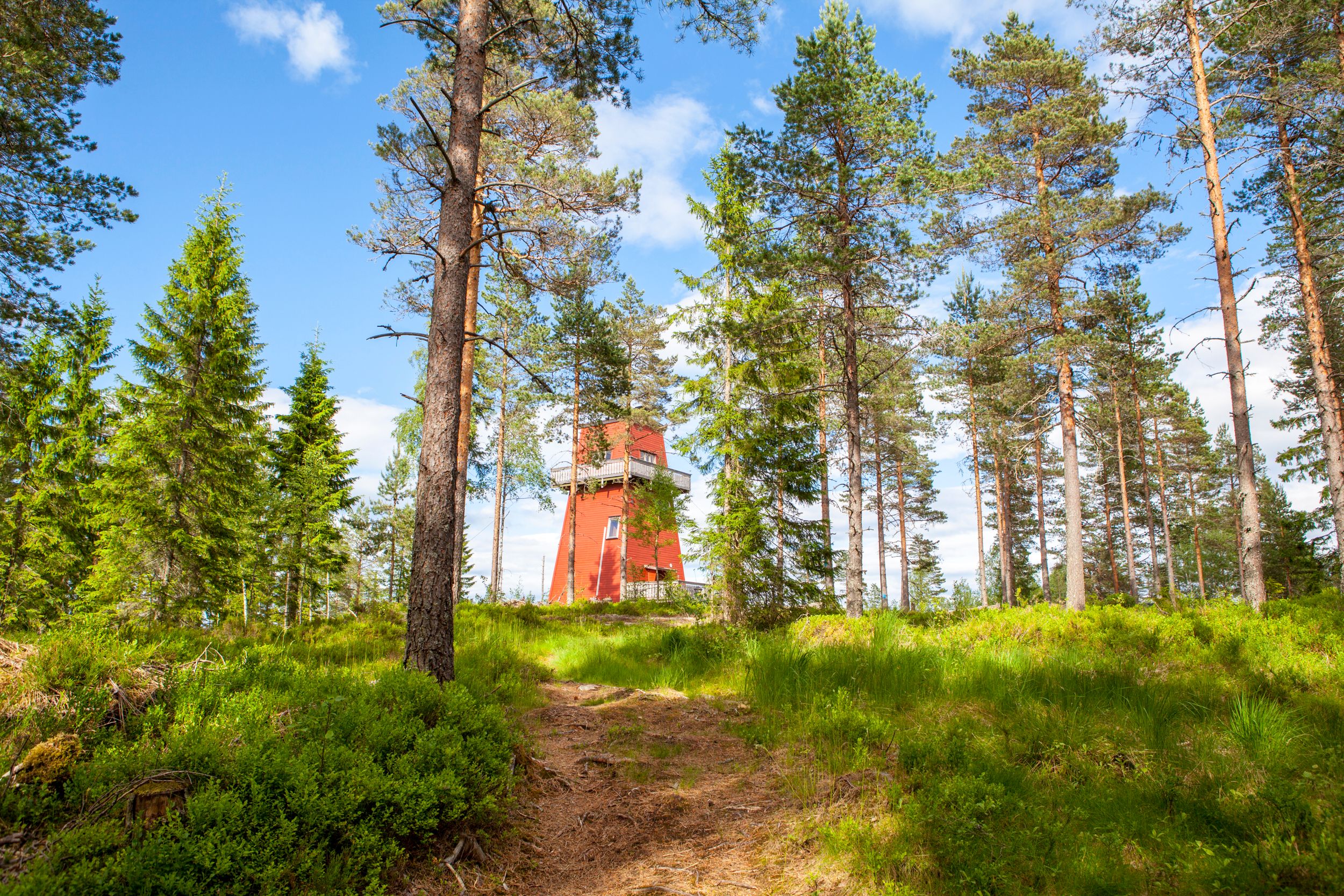 Haukenestårnet sett igjennom trærne