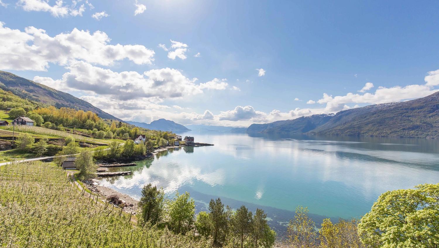Blomstring i Hardanger, en varm og solfylt sommerdag.