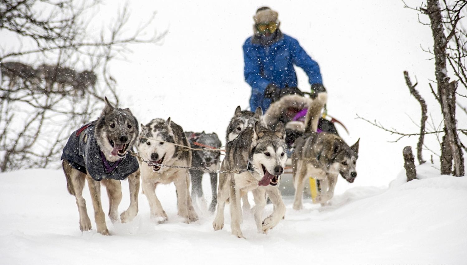 Dog sledding at Venabu