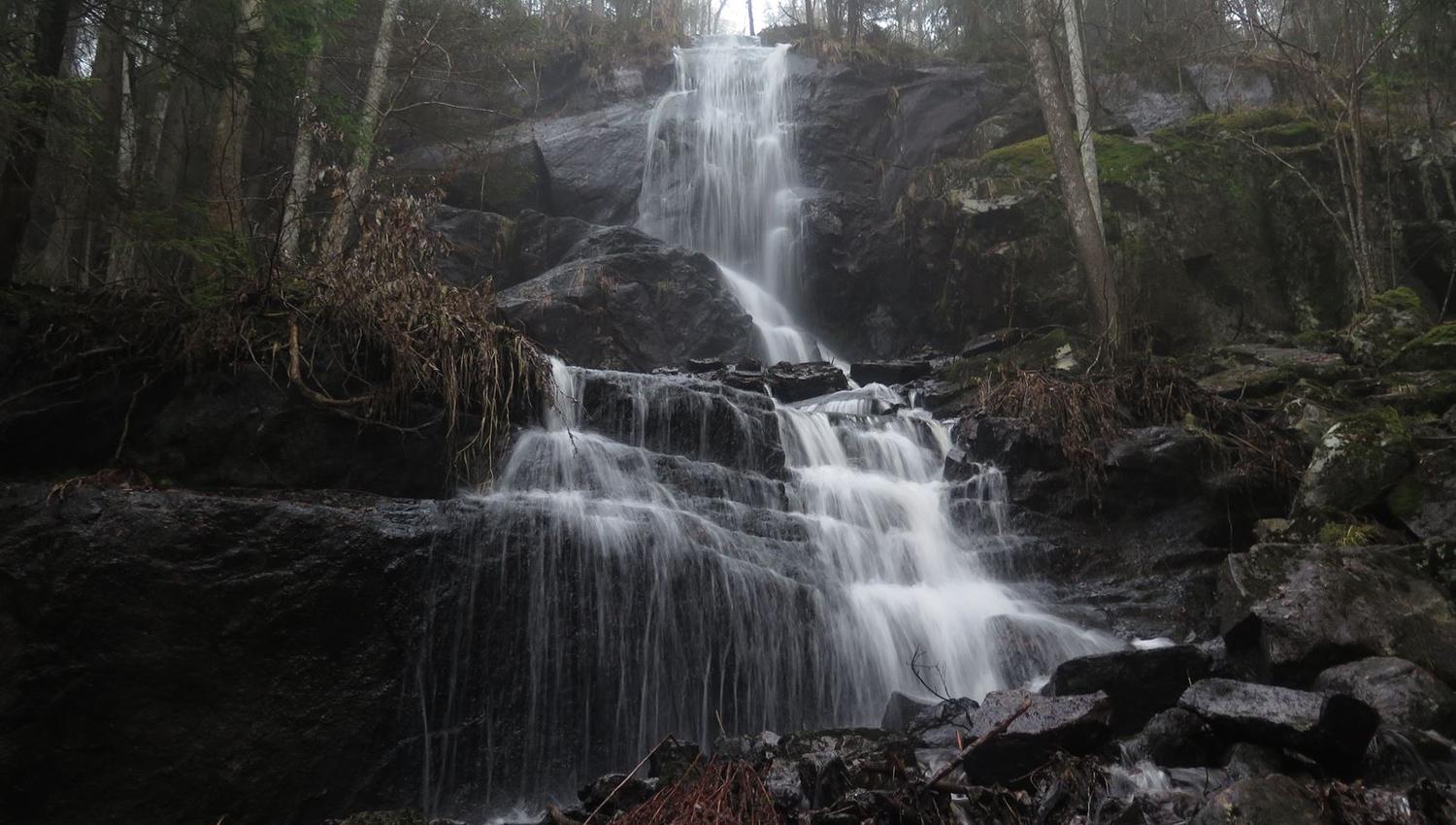 en liten foss i skogen
