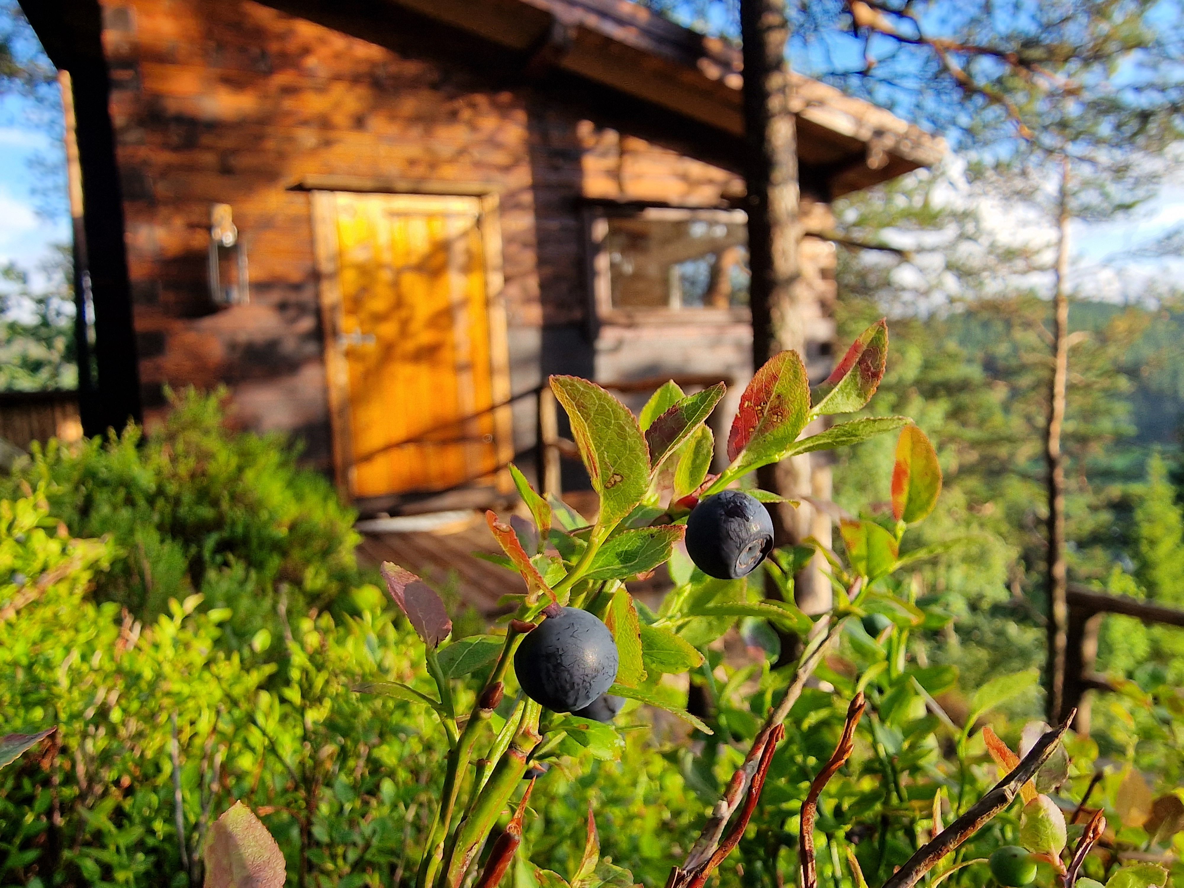 Blueberries in the wild