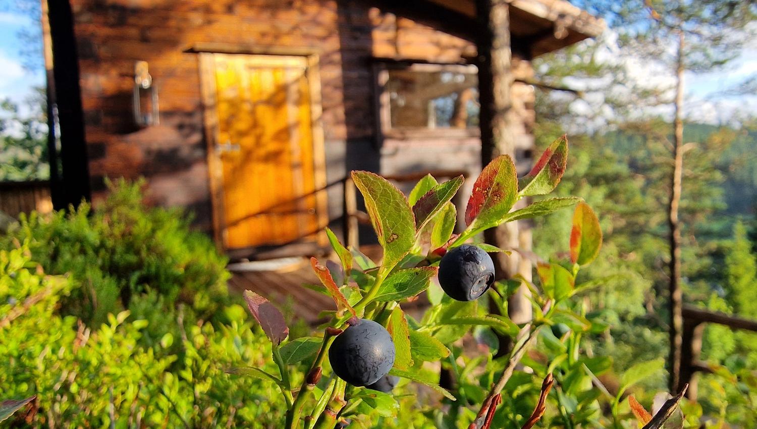 Blueberries in the wild