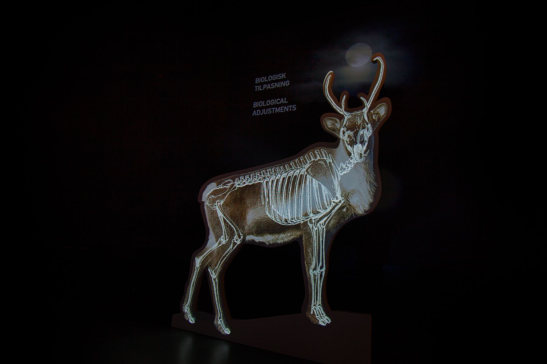 reindeer exhibition at Hardangervidda National Park Center 