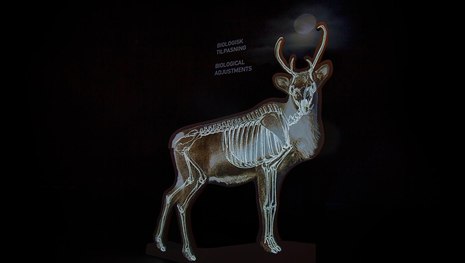 reindeer exhibition at Hardangervidda National Park Center