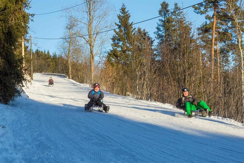 Tre personer som aker ned en snødekt bakke med trær i bakgrunnen.