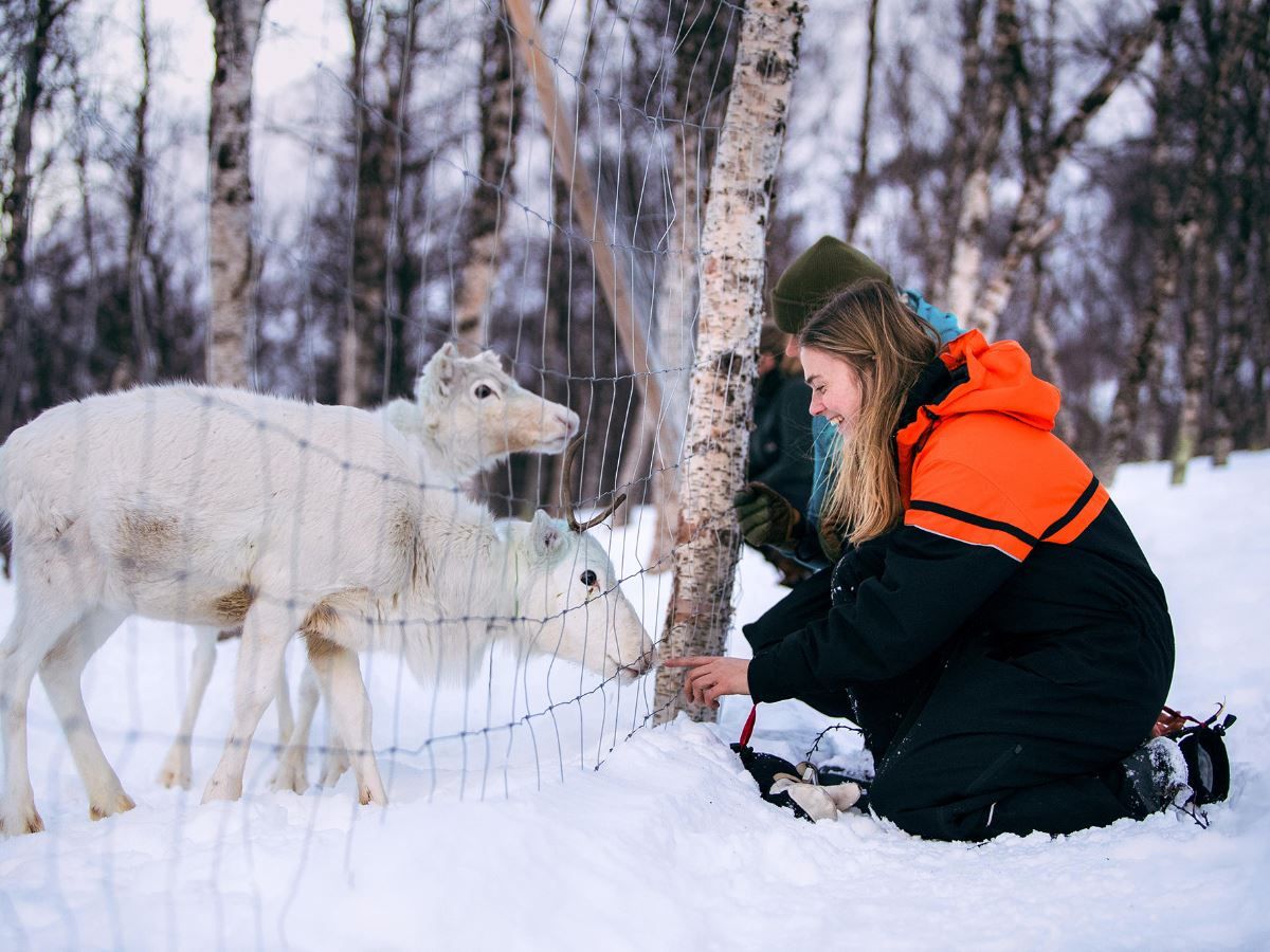 Guests feed the reindeer from the other side of the fence.