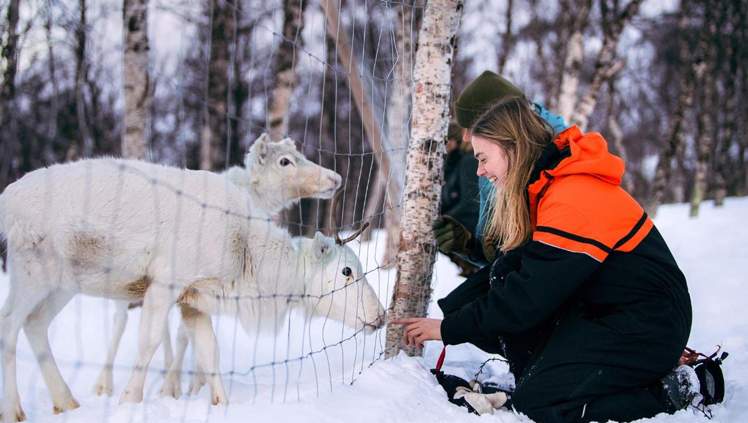 Guests feed the reindeer from the other side of the fence.