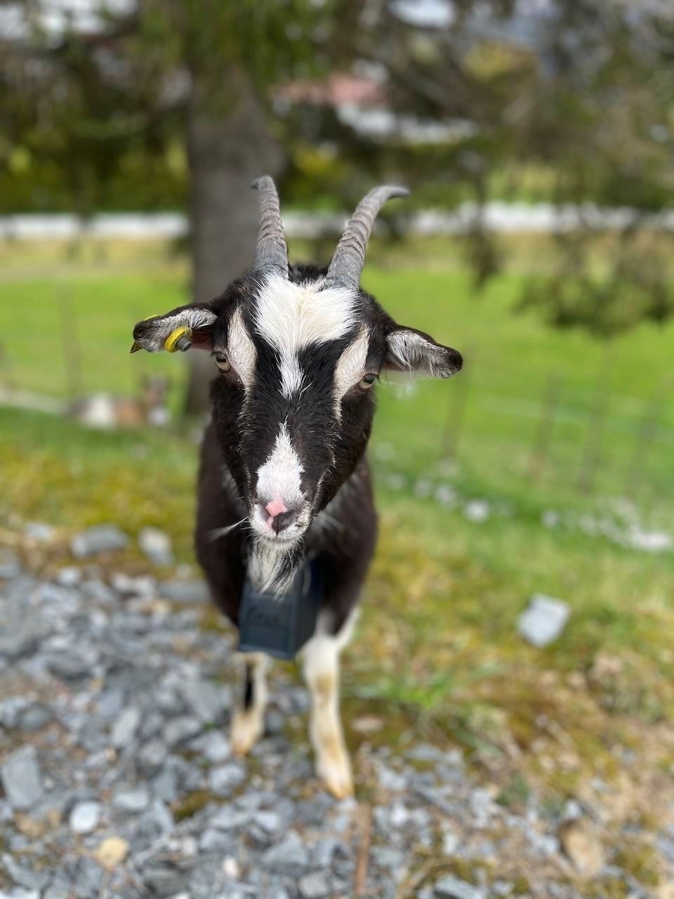 Nærbilete av ei svart og kvit geit med horn og bjelle, ståande på grus med grønt beite i bakgrunnen..