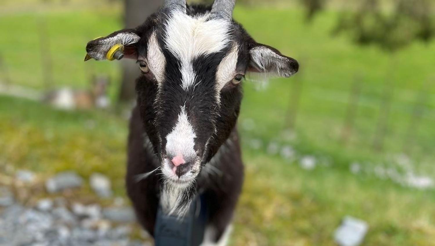 Nærbilete av ei svart og kvit geit med horn og bjelle, ståande på grus med grønt beite i bakgrunnen..