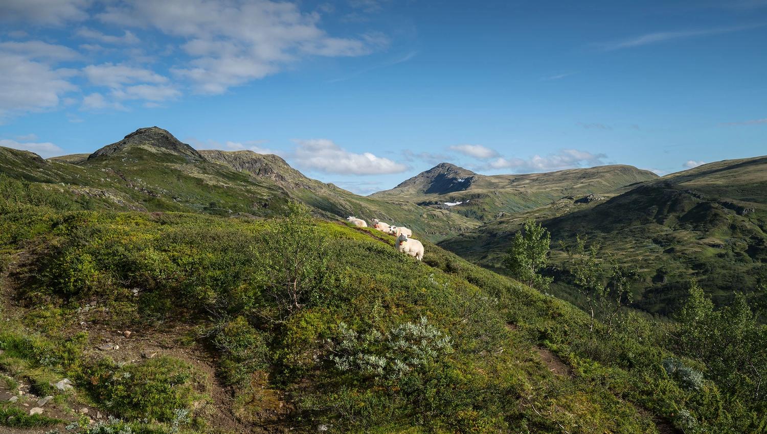 Forollhogna