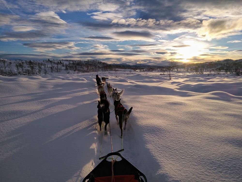 hunder og slede fra Telemark Husky om vinteren