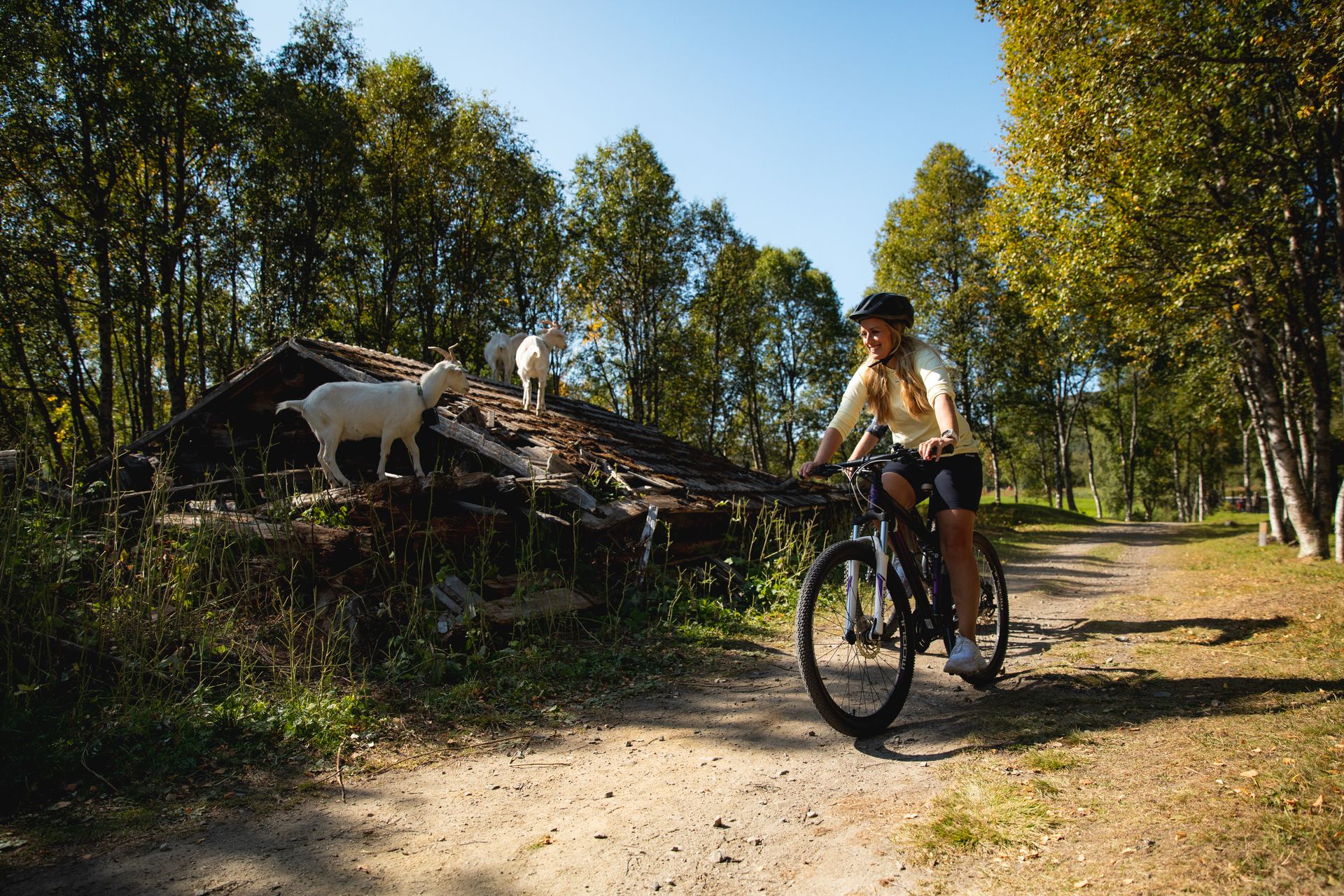 En dame sykler rundt Ustedalsfjoden og geiter som hun møter på veien sin