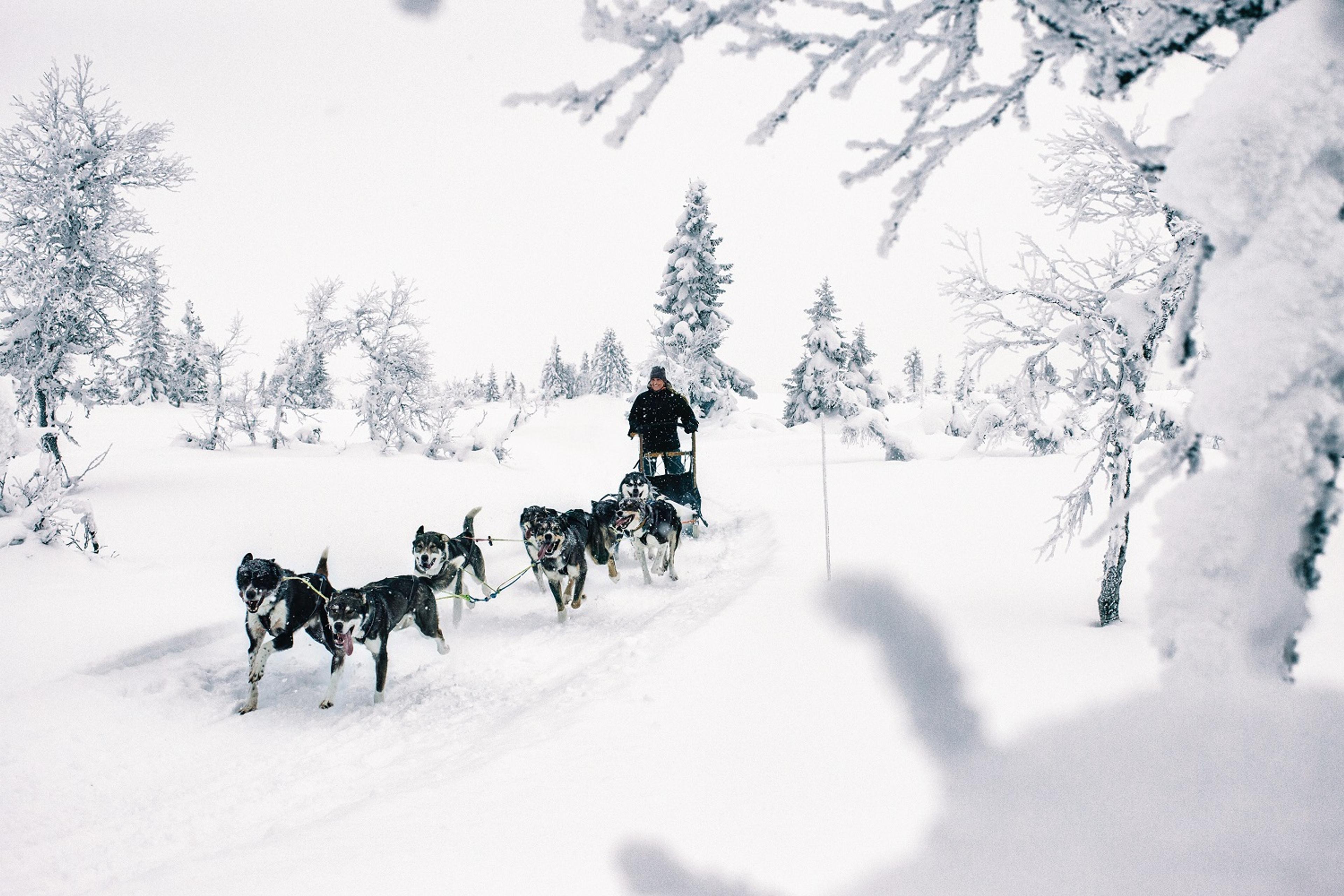 Hundeslede vinter Sjusjøen