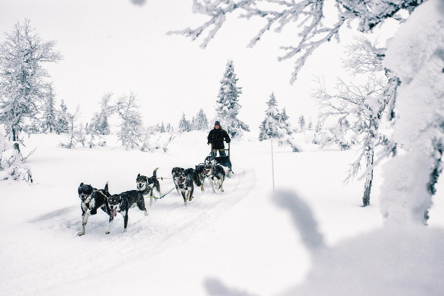 Hundeslede vinter Sjusjøen