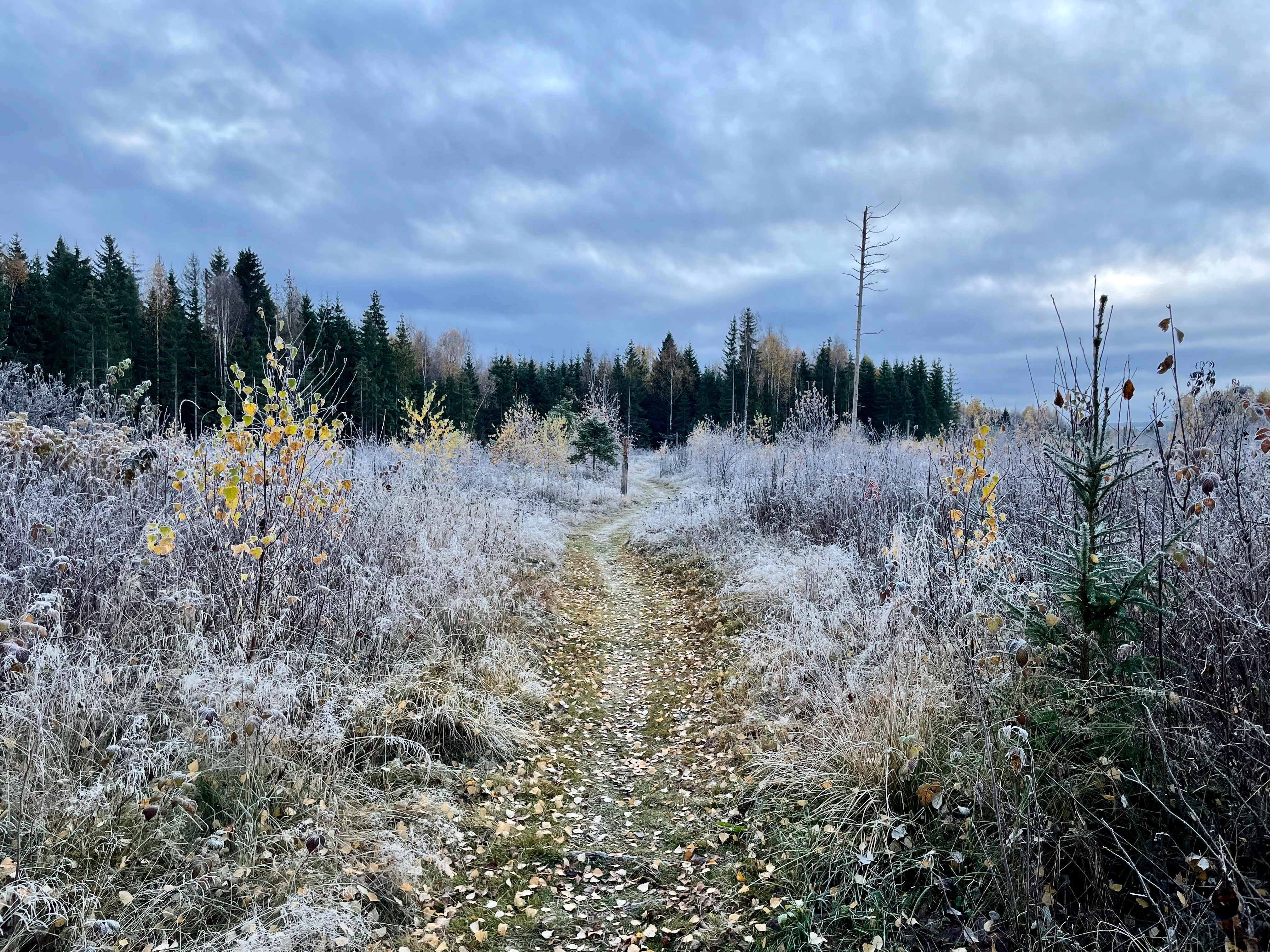 Ilsengstiene_hostvinter2