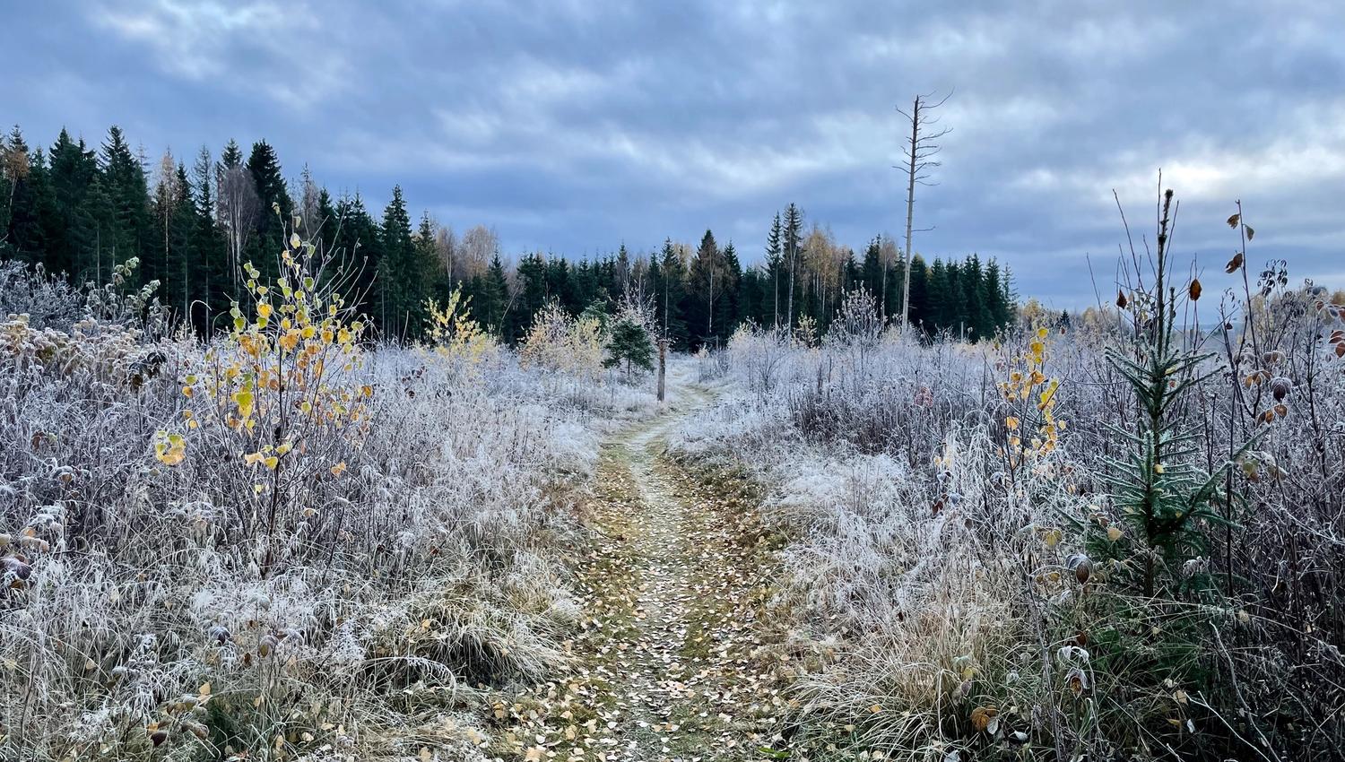 Ilsengstiene_hostvinter2