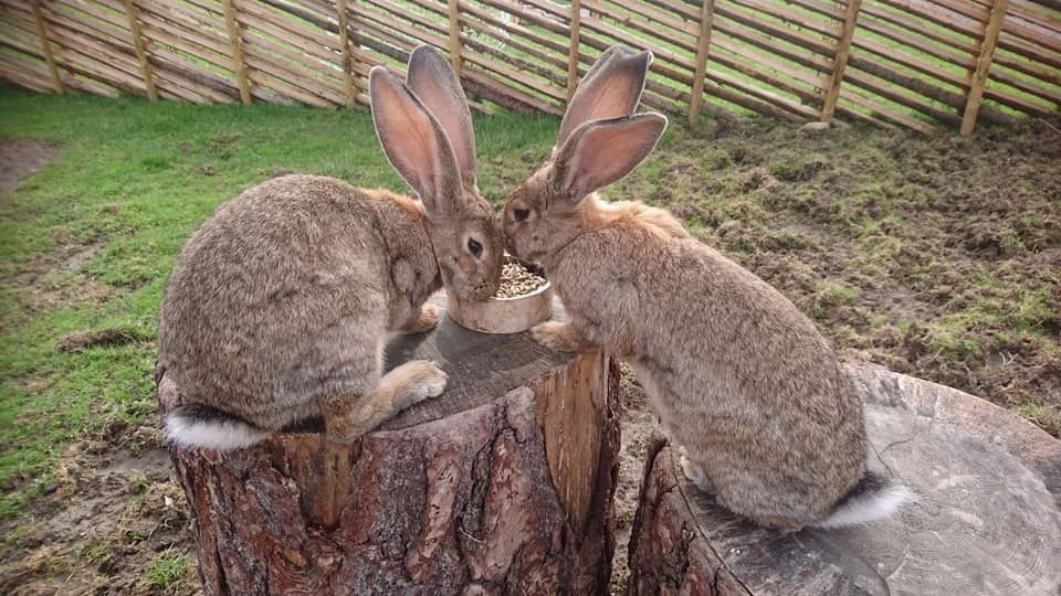 Two rabbits eat food