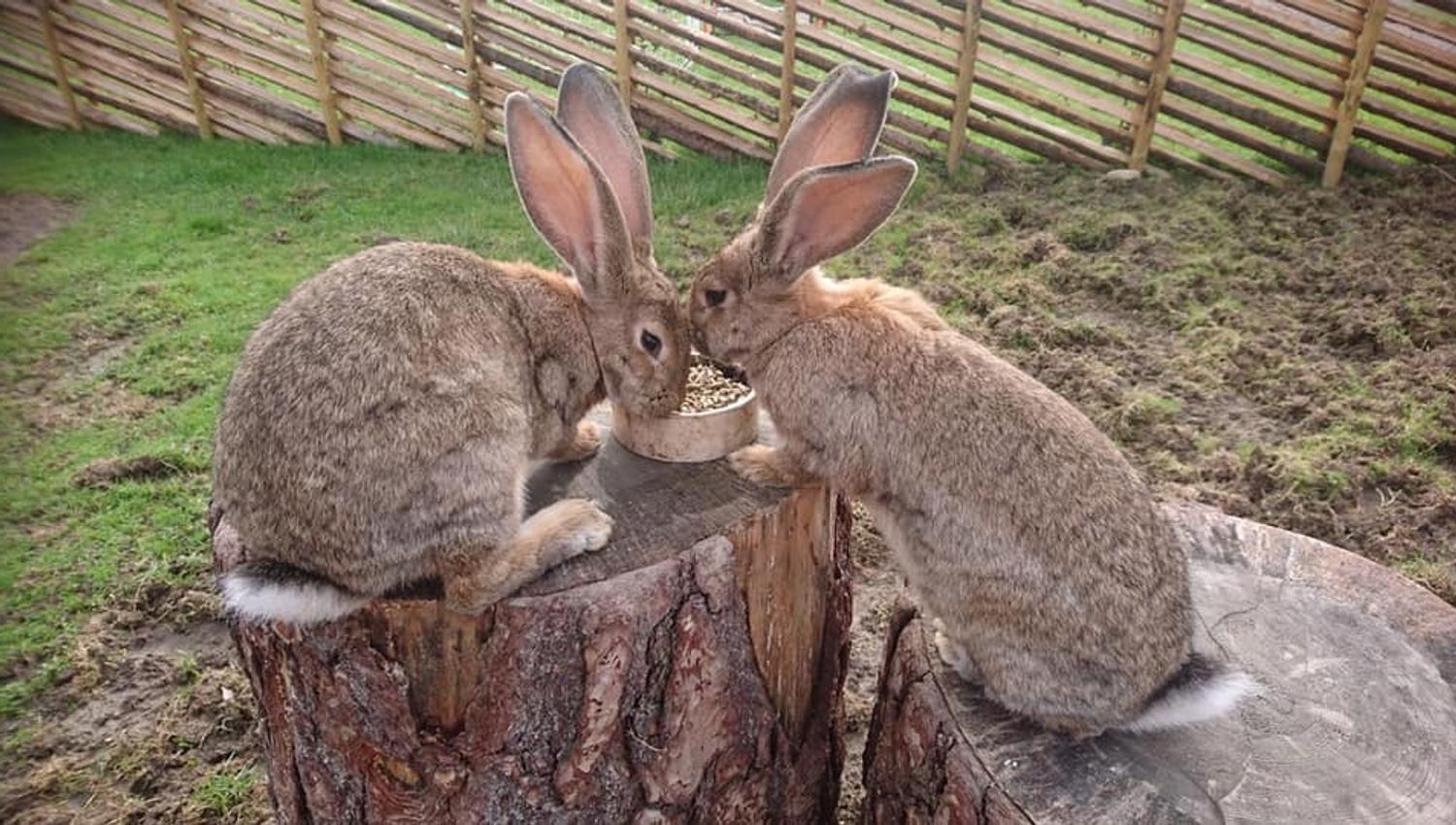 Two rabbits eat food