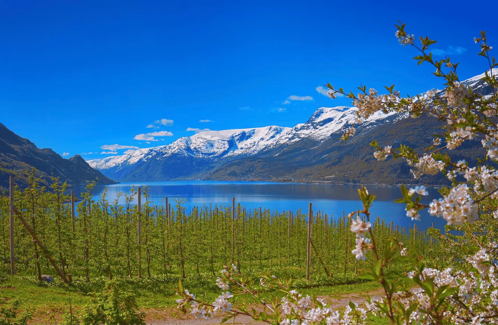 Blooming fruit trees along the Hardangerfjord