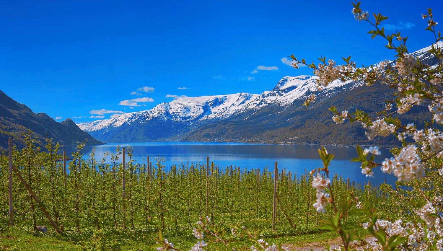 Blooming fruit trees along the Hardangerfjord