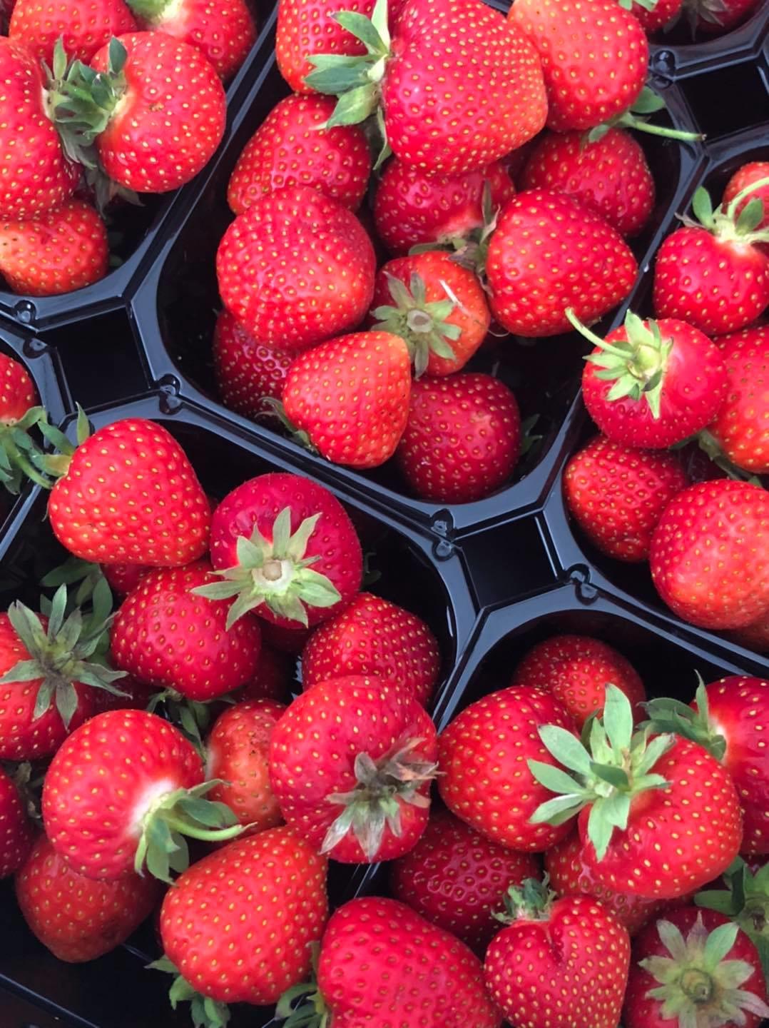 Jordbær på Skibladner