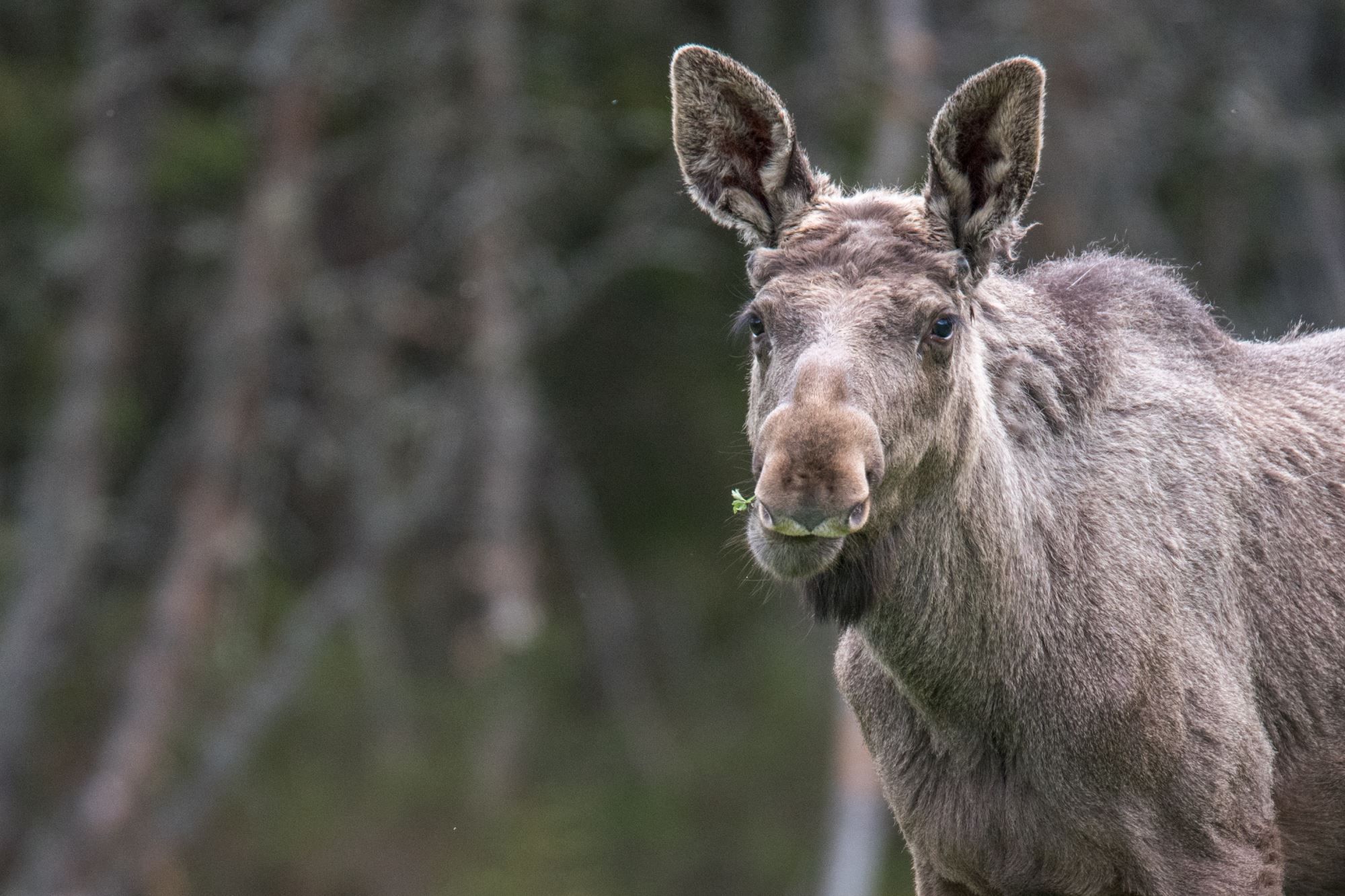Moose yearling male