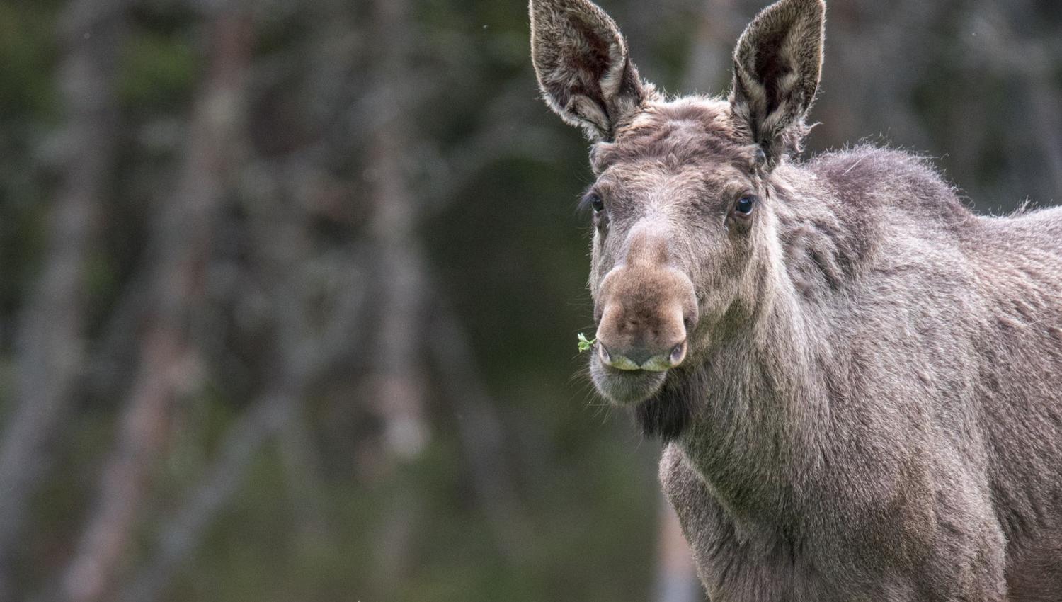 Moose yearling male