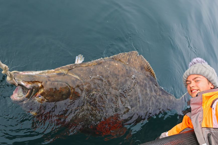 Halibut coming up from the ocean on a fishing trip with Explore the Arctic