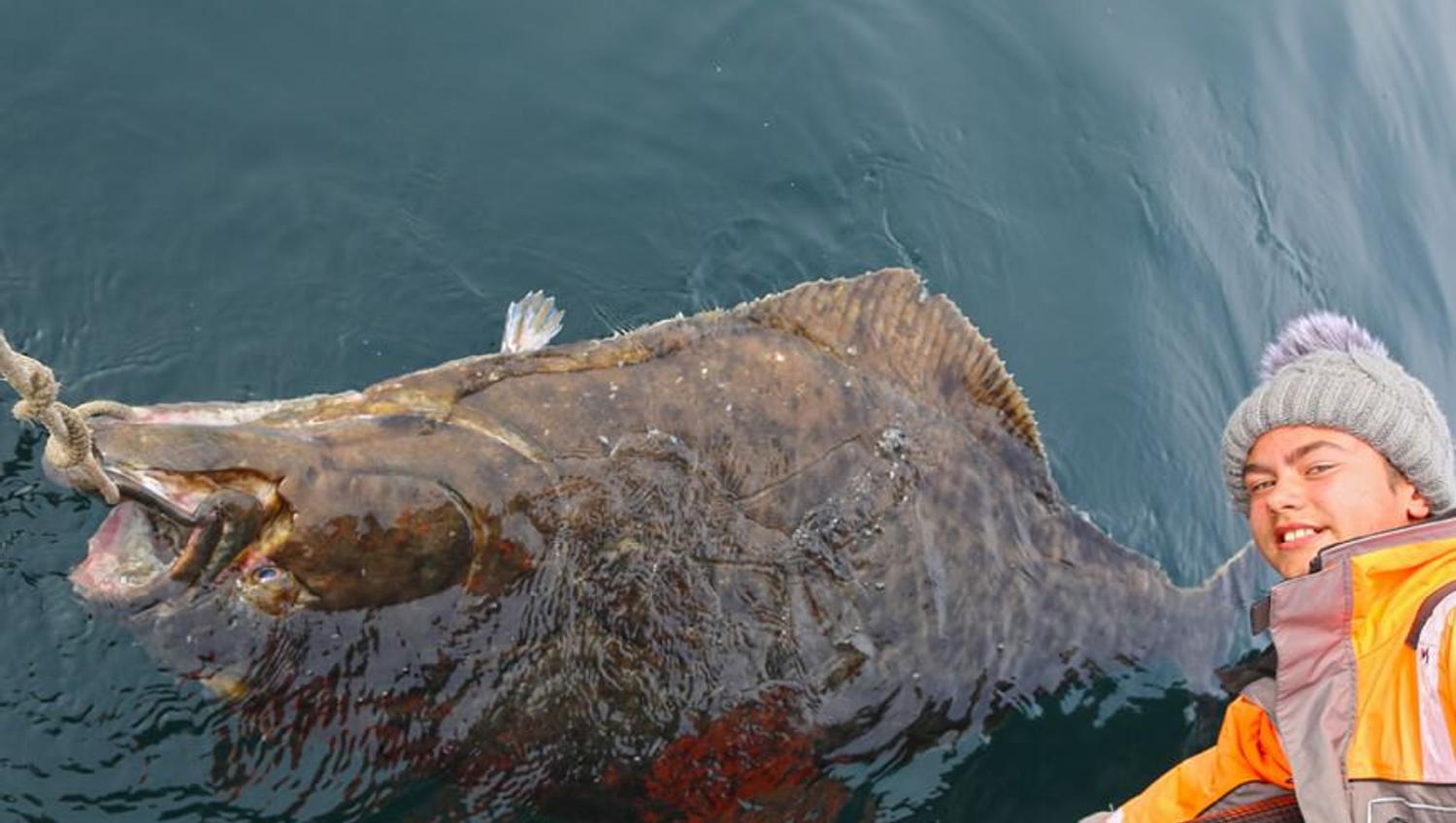 Halibut coming up from the ocean on a fishing trip with Explore the Arctic