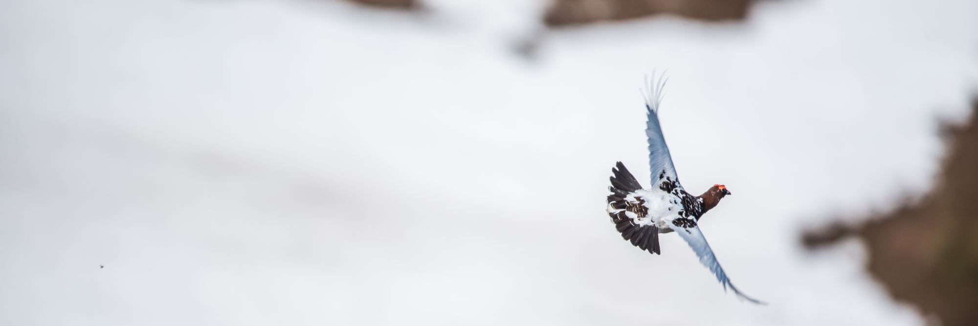 Bird watching with guide