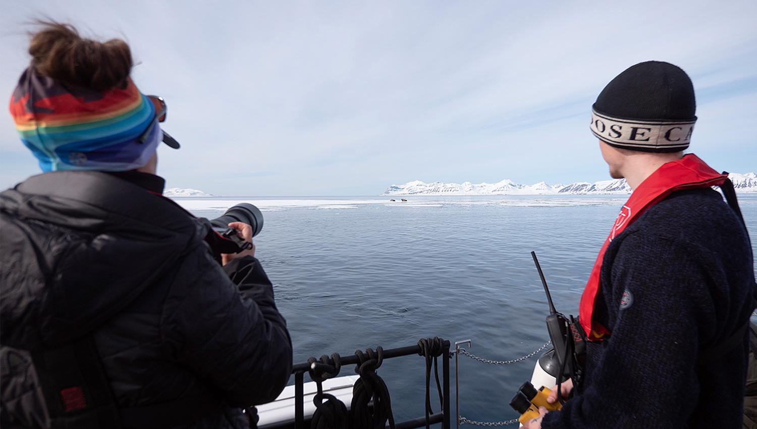 Two persons on board a boat scouting out across a fjord towards two walruses on a sheet of ice in the background