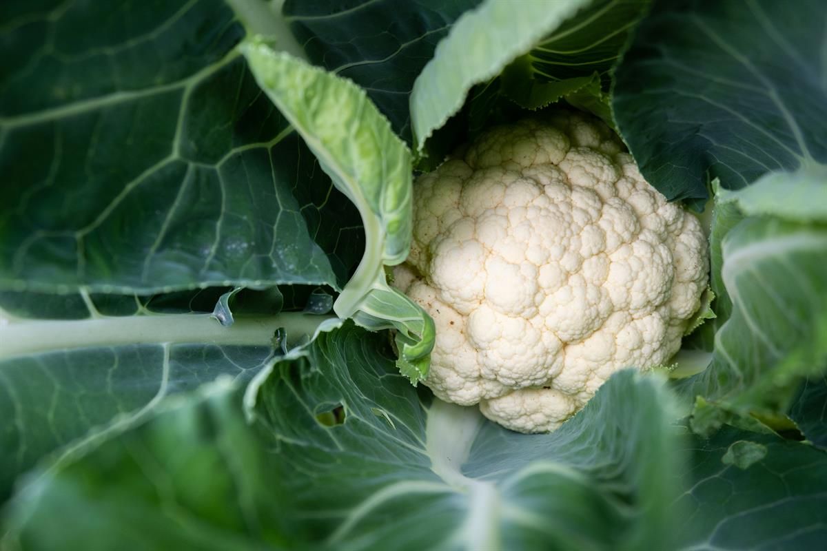 Fredheim gårdsutsalg blomkål