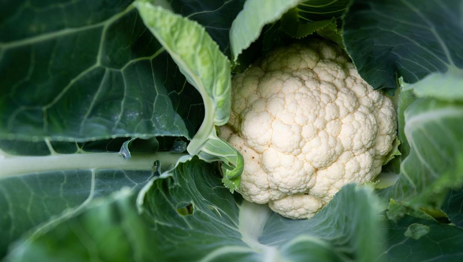 Fredheim gårdsutsalg blomkål