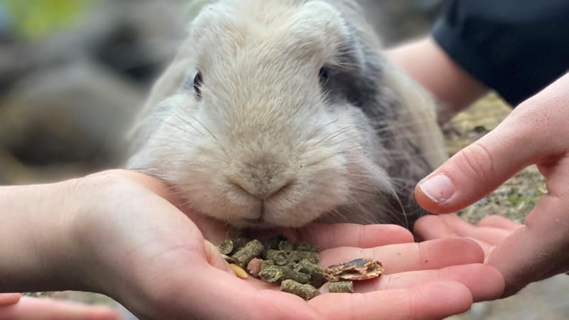 Mating av kanin