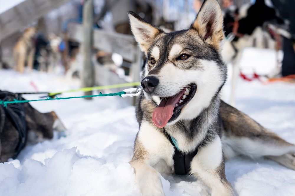 Husky fra Telemark Husky Tour