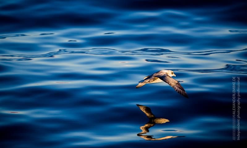 Bird flying low above the sea 