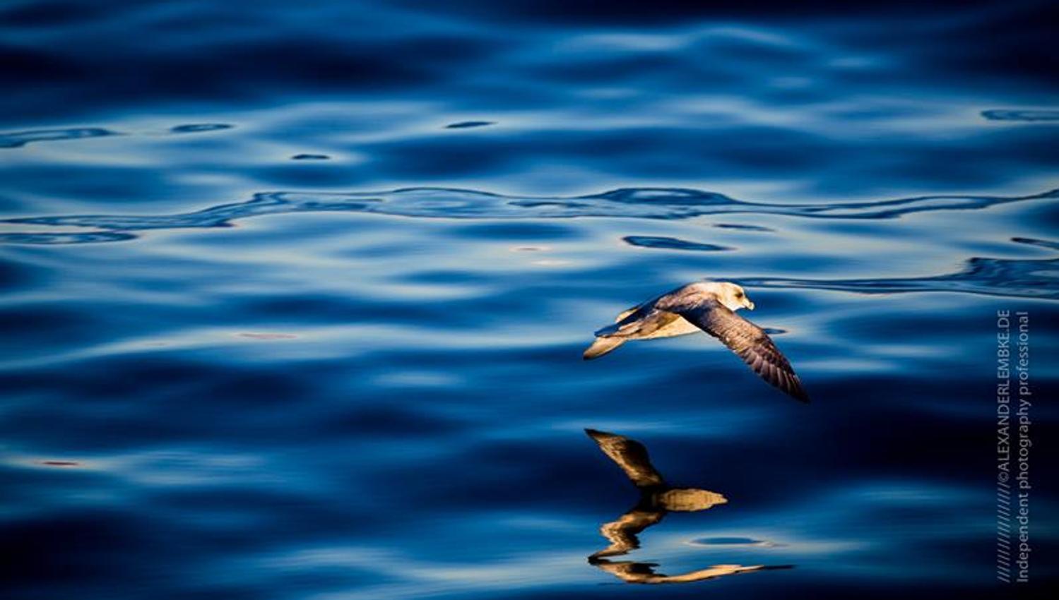 Bird flying low above the sea