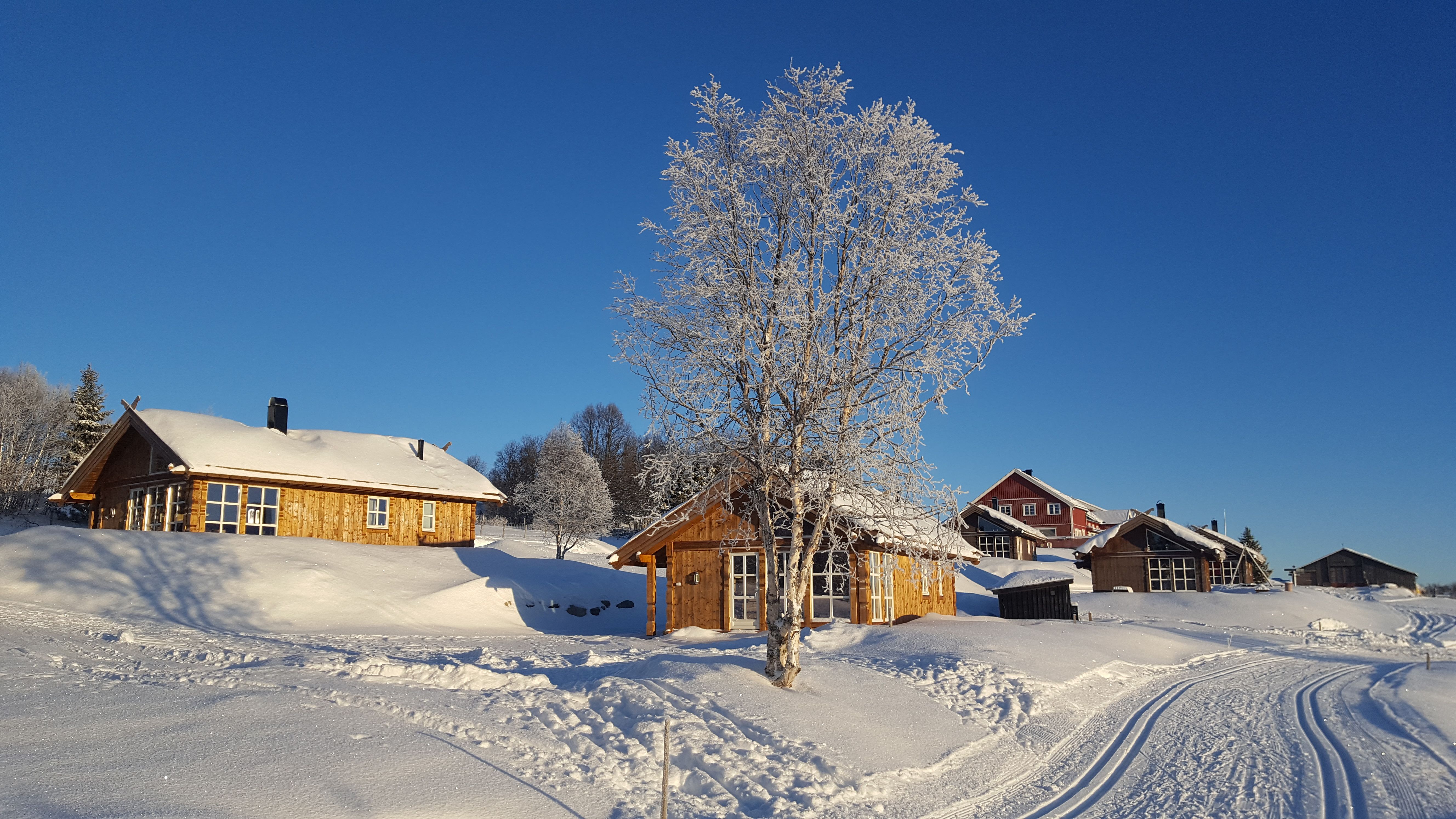 Cross country skiing trails, frost covered tree and cabins in winter sunshine