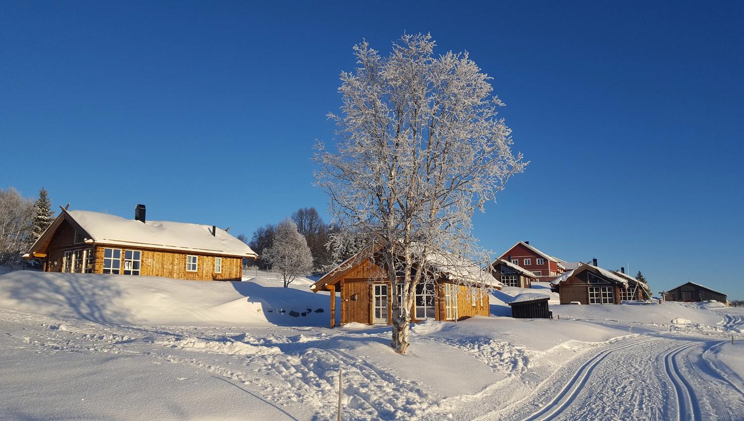 Cross country skiing trails, frost covered tree and cabins in winter sunshine