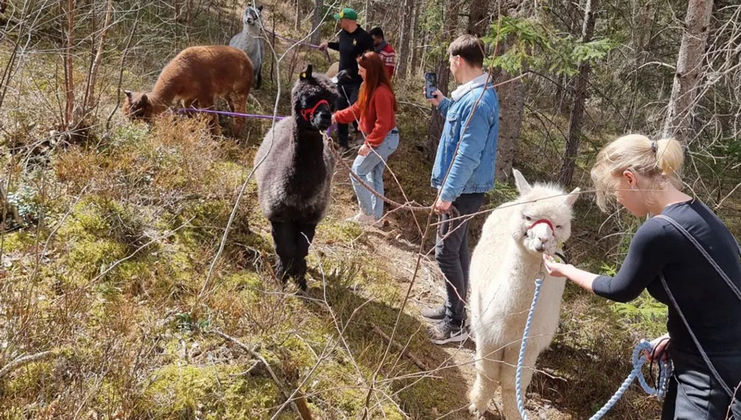 Alpakkavandring