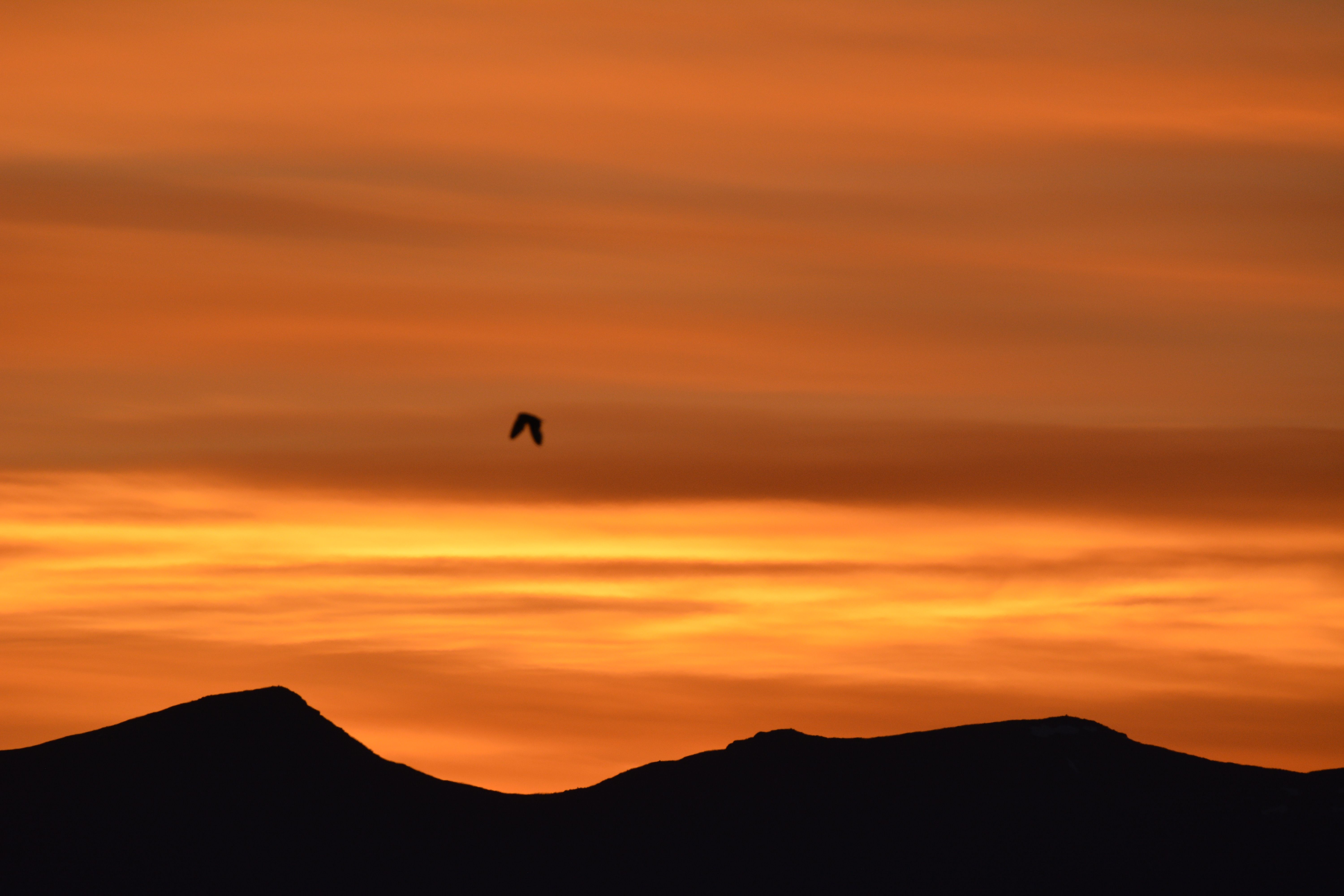 Discover_Nature_Norway-DSC_0272 jordugle -foto-Morten_Liebe