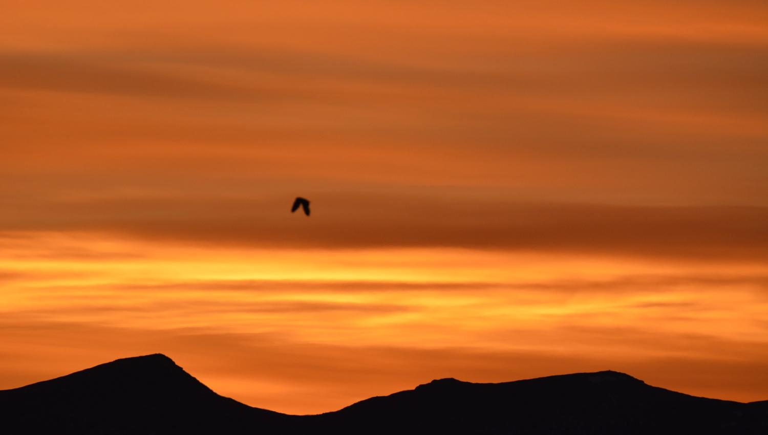 Discover_Nature_Norway-DSC_0272 jordugle -foto-Morten_Liebe