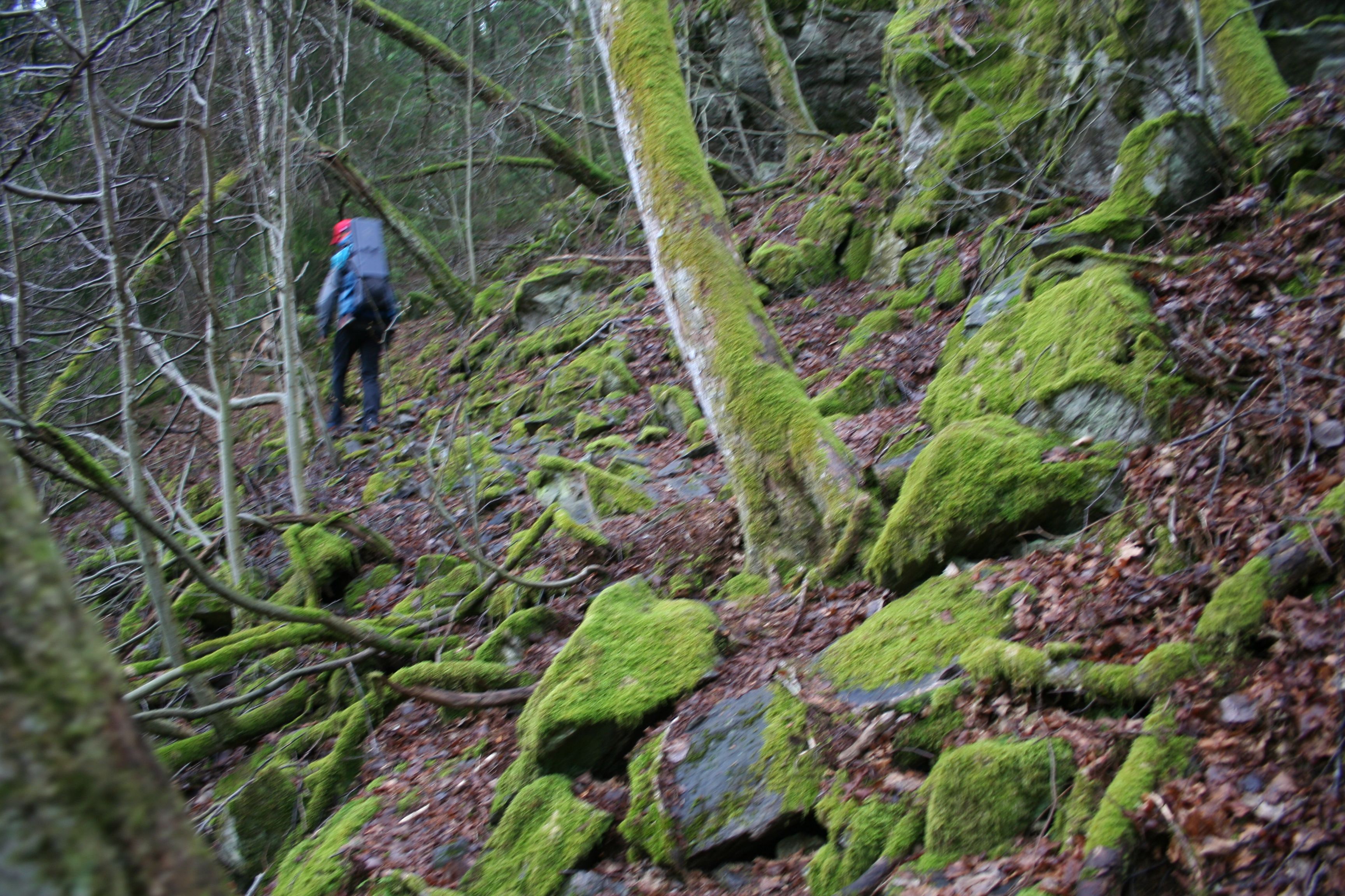turgåer i gammel skog