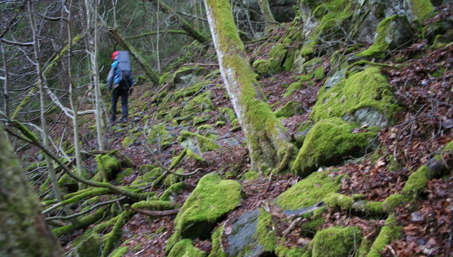 turgåer i gammel skog