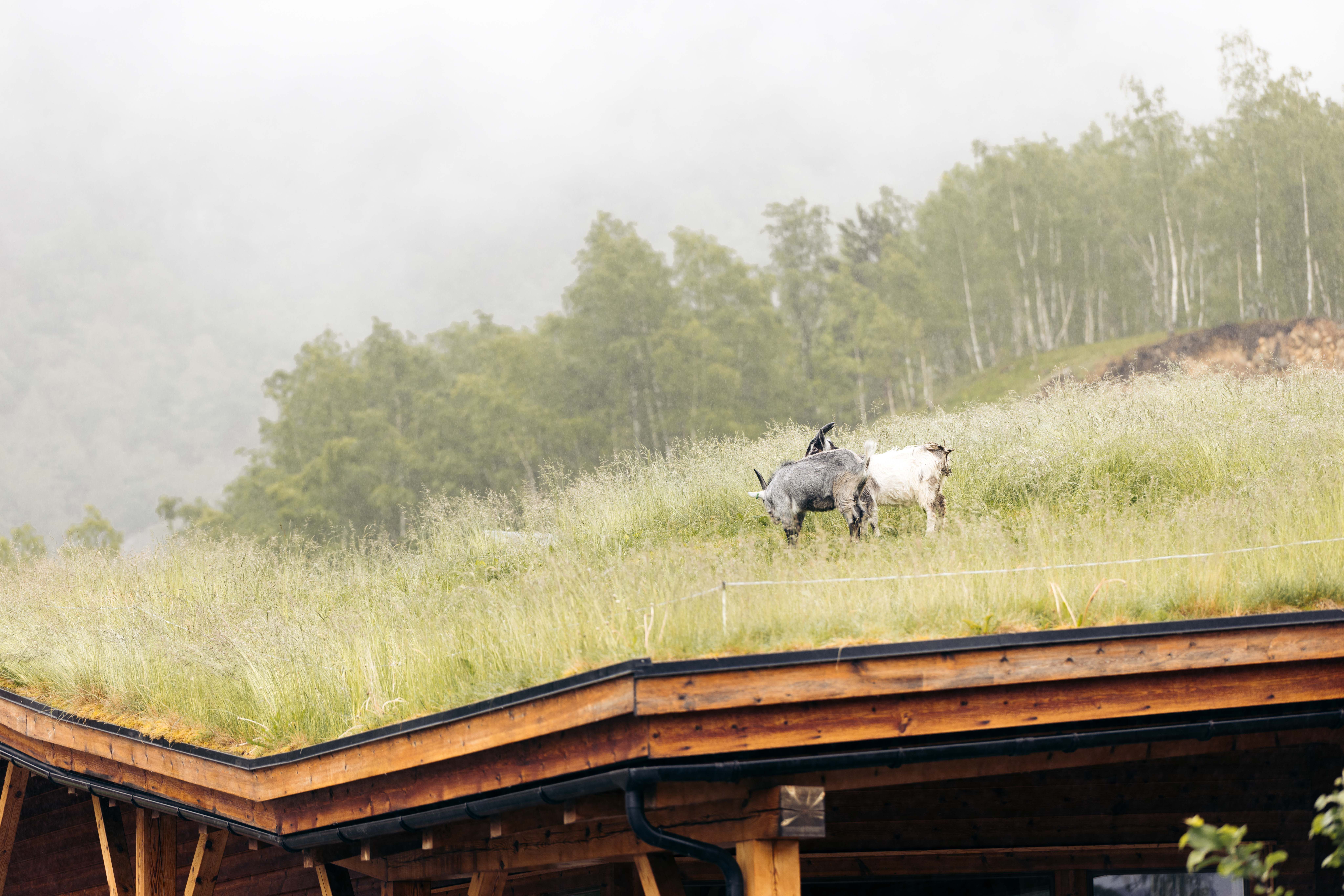 Two goats grazing on the grass roof of the Hardangerviddahallen building.